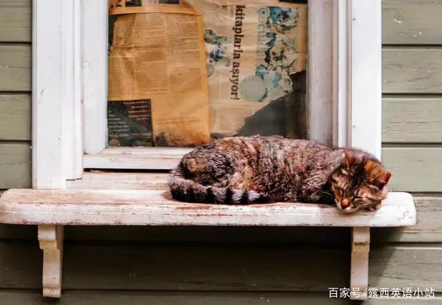 你知道“狸花猫”的英文是什么吗？说出来吓你一跳！