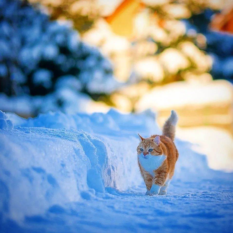 「雪中飞橘」再现江湖 战斗猫猫不畏寒「嗨到整球飞起来」：朕来也