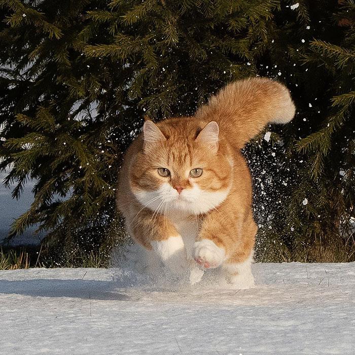 「雪中飞橘」再现江湖 战斗猫猫不畏寒「嗨到整球飞起来」：朕来也