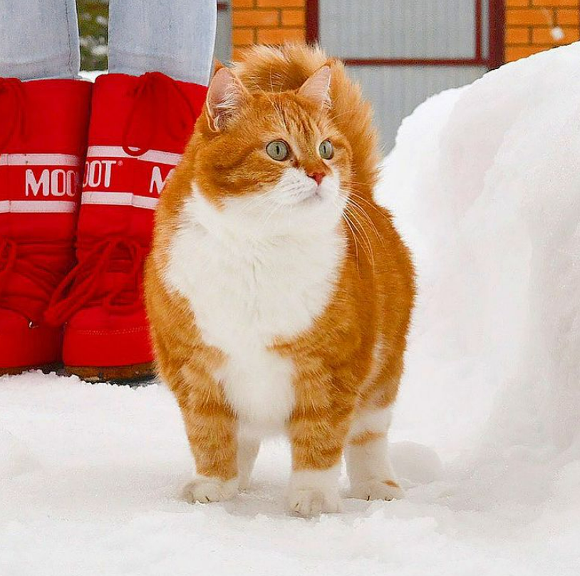 「雪中飞橘」再现江湖 战斗猫猫不畏寒「嗨到整球飞起来」：朕来也