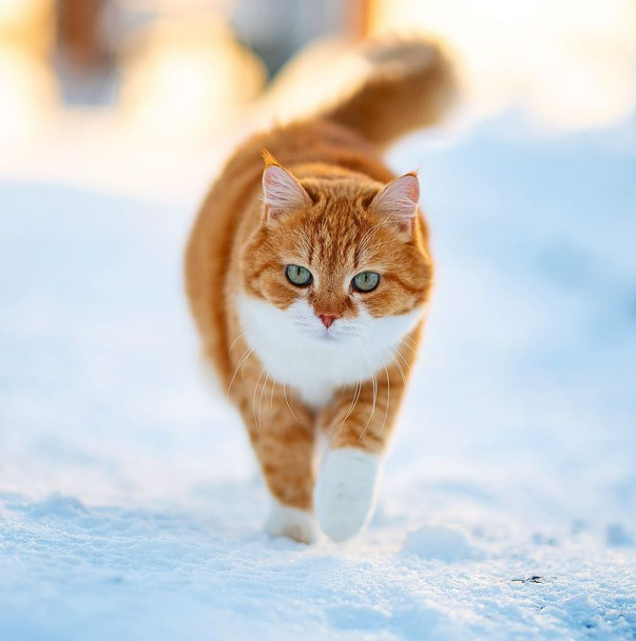 「雪中飞橘」再现江湖 战斗猫猫不畏寒「嗨到整球飞起来」：朕来也
