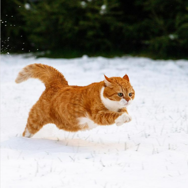 「雪中飞橘」再现江湖 战斗猫猫不畏寒「嗨到整球飞起来」：朕来也