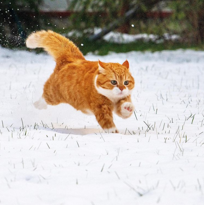「雪中飞橘」再现江湖 战斗猫猫不畏寒「嗨到整球飞起来」：朕来也