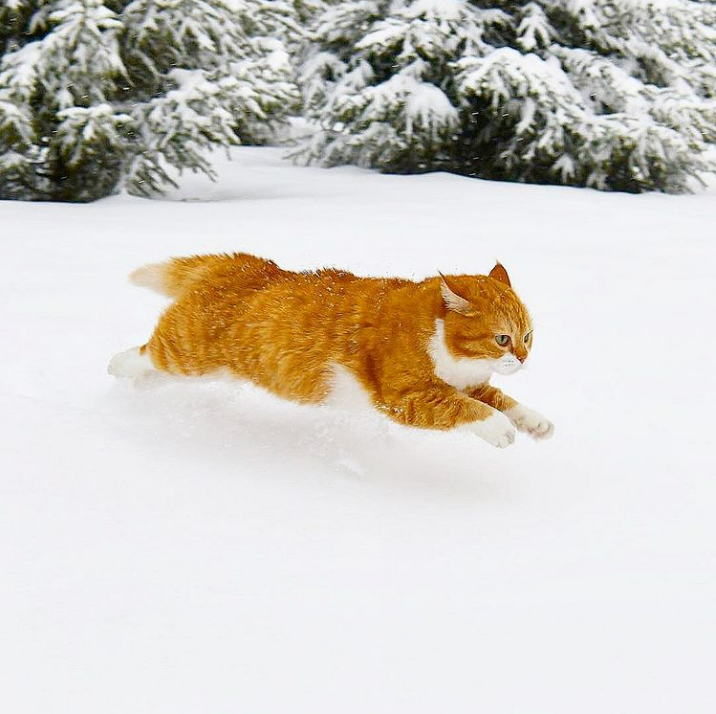 「雪中飞橘」再现江湖 战斗猫猫不畏寒「嗨到整球飞起来」：朕来也