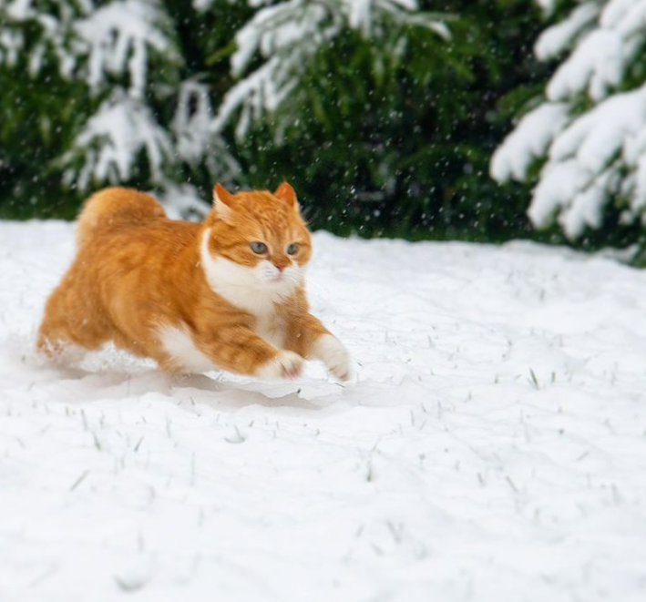 「雪中飞橘」再现江湖 战斗猫猫不畏寒「嗨到整球飞起来」：朕来也