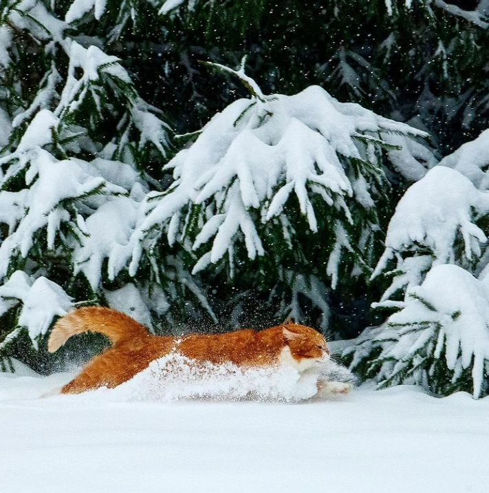 「雪中飞橘」再现江湖 战斗猫猫不畏寒「嗨到整球飞起来」：朕来也
