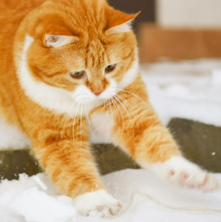 「雪中飞橘」再现江湖 战斗猫猫不畏寒「嗨到整球飞起来」：朕来也