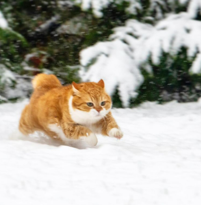 「雪中飞橘」再现江湖 战斗猫猫不畏寒「嗨到整球飞起来」：朕来也
