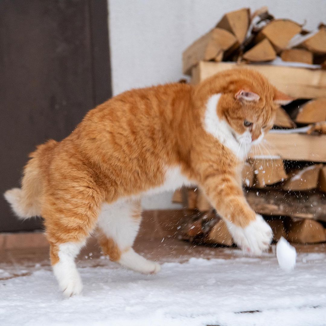 「雪中飞橘」再现江湖 战斗猫猫不畏寒「嗨到整球飞起来」：朕来也