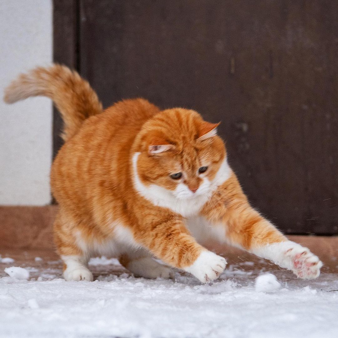 「雪中飞橘」再现江湖 战斗猫猫不畏寒「嗨到整球飞起来」：朕来也