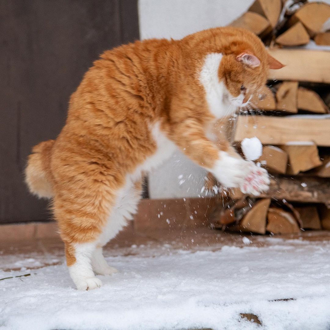 「雪中飞橘」再现江湖 战斗猫猫不畏寒「嗨到整球飞起来」：朕来也