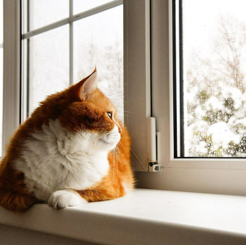 「雪中飞橘」再现江湖 战斗猫猫不畏寒「嗨到整球飞起来」：朕来也