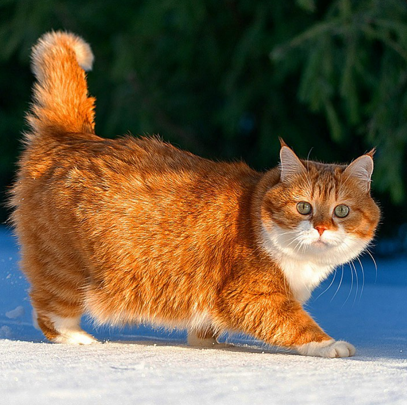 「雪中飞橘」再现江湖 战斗猫猫不畏寒「嗨到整球飞起来」：朕来也