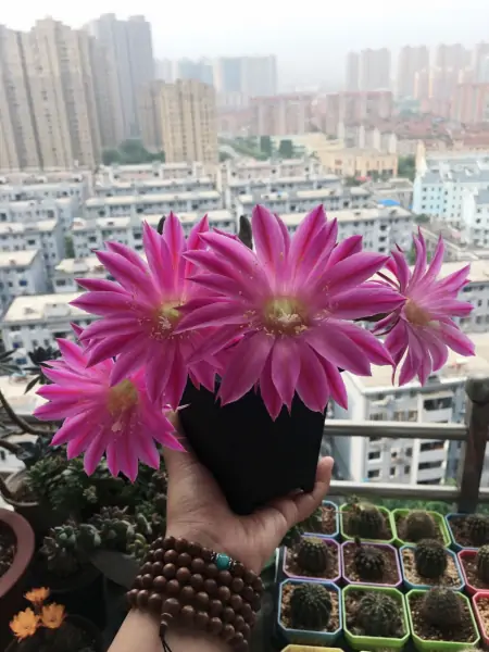 盆栽仙人球“玛丽亚广场”，花朵又美又仙，浓香四溢，很值得拥有