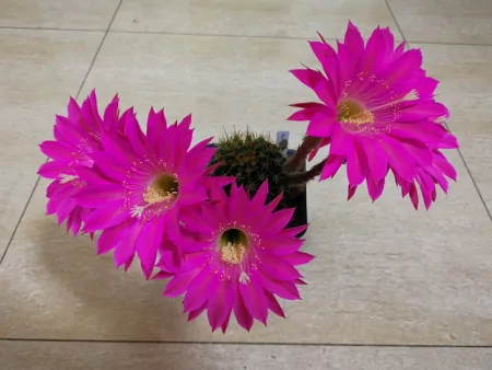 盆栽仙人球“玛丽亚广场”，花朵又美又仙，浓香四溢，很值得拥有