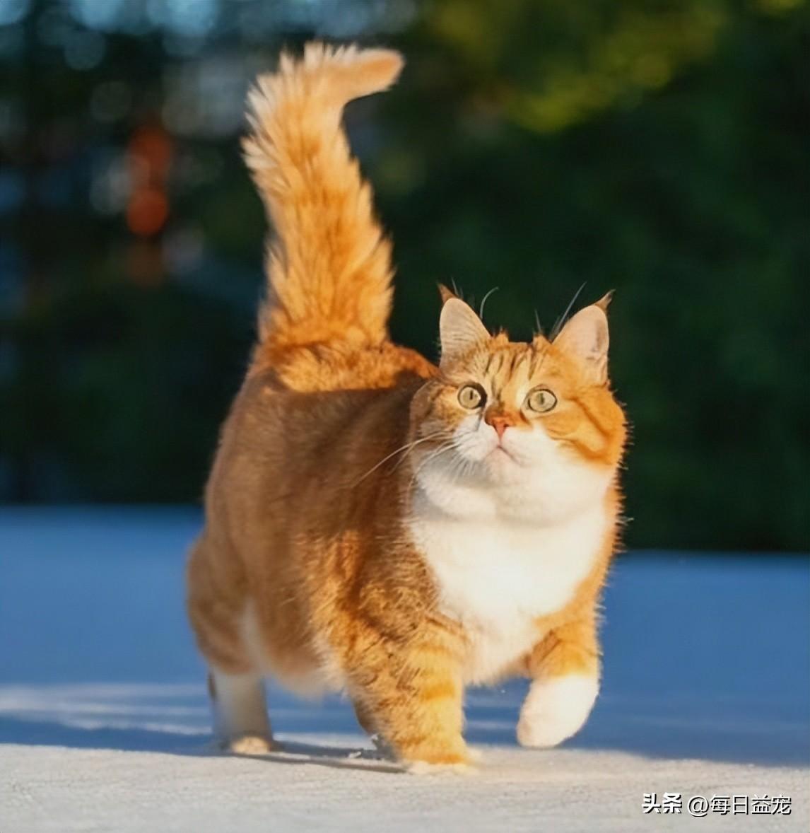 一只平平无奇的橘猫，身上竟藏着7个“世界之最”，喵：别小看我