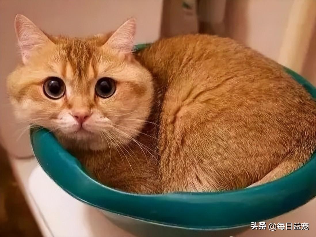 一只平平无奇的橘猫，身上竟藏着7个“世界之最”，喵：别小看我