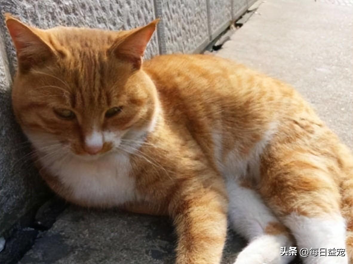 一只平平无奇的橘猫，身上竟藏着7个“世界之最”，喵：别小看我