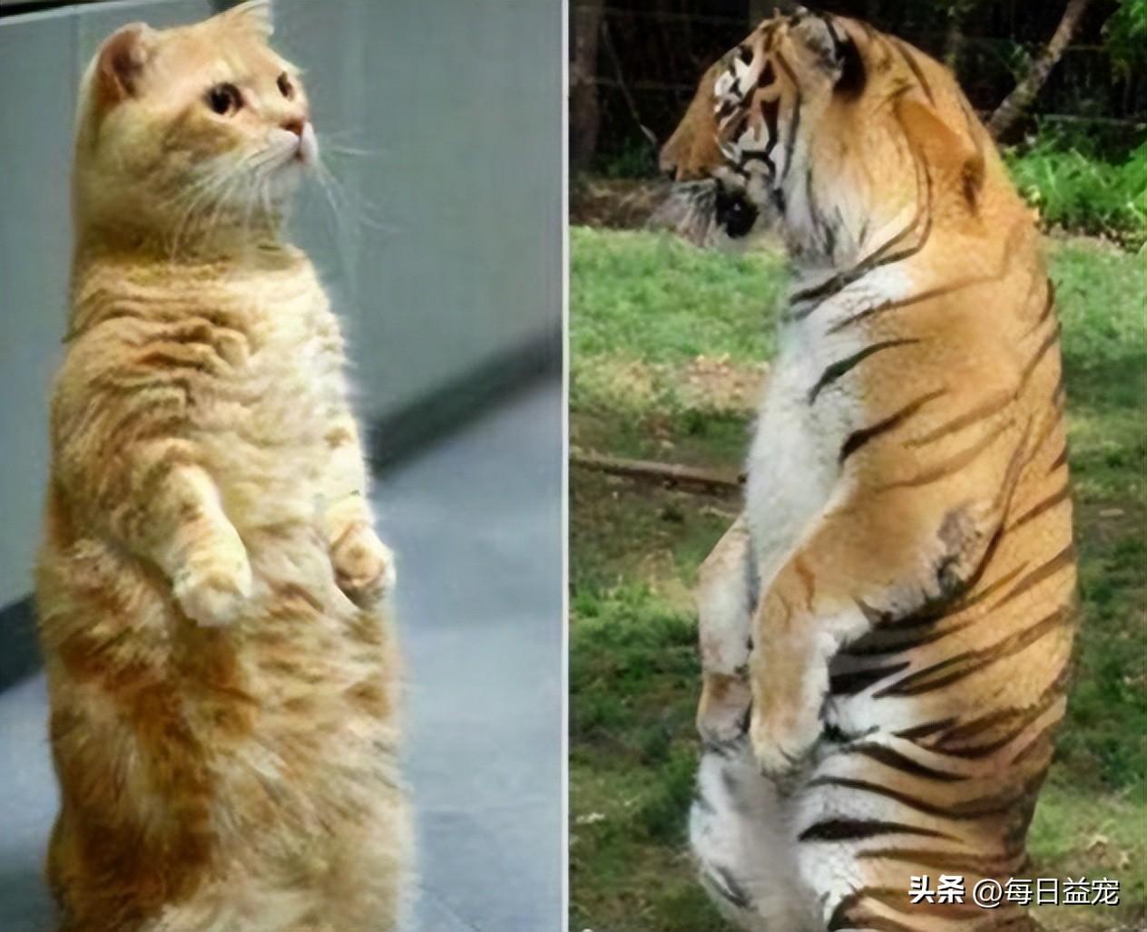 一只平平无奇的橘猫，身上竟藏着7个“世界之最”，喵：别小看我