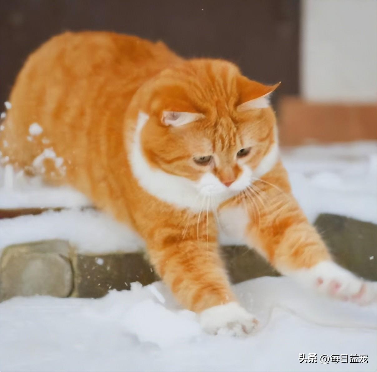 一只平平无奇的橘猫，身上竟藏着7个“世界之最”，喵：别小看我