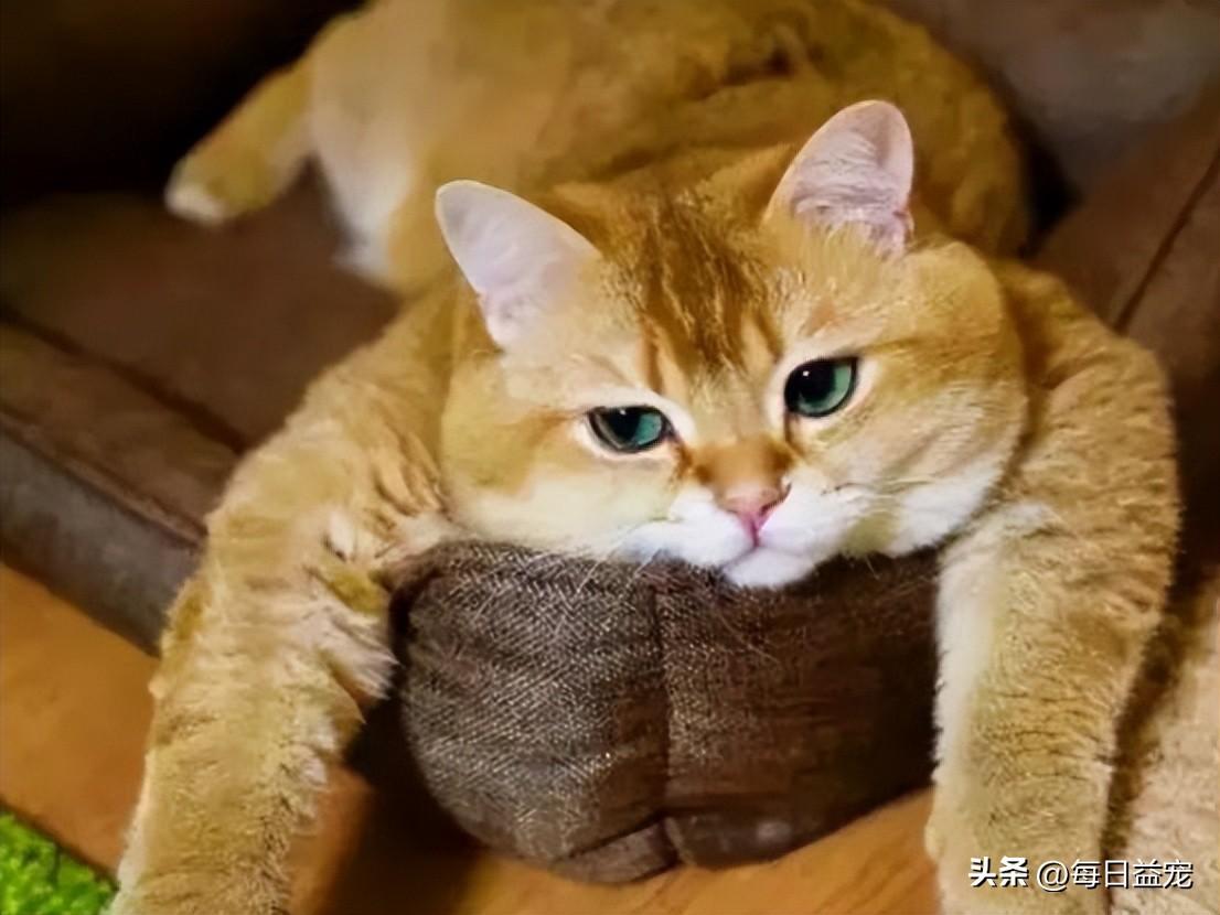 一只平平无奇的橘猫，身上竟藏着7个“世界之最”，喵：别小看我
