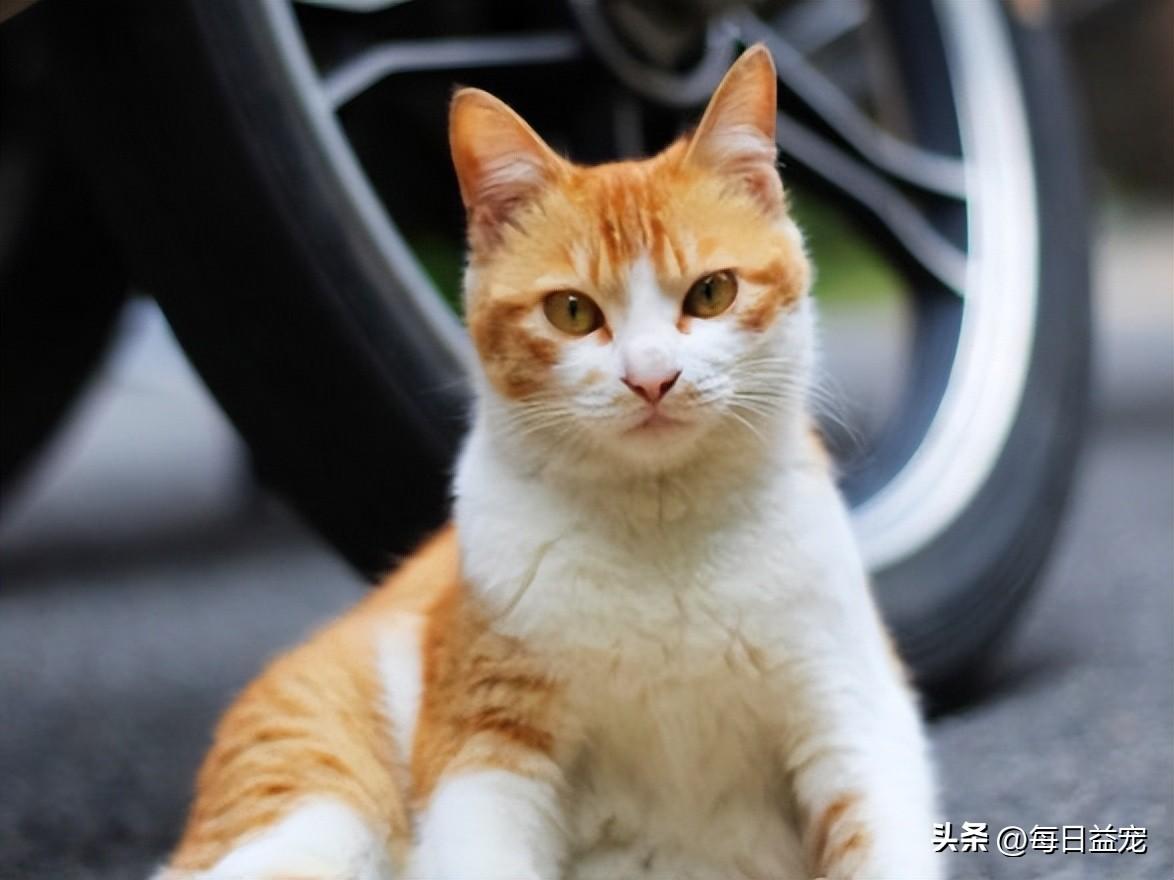 一只平平无奇的橘猫，身上竟藏着7个“世界之最”，喵：别小看我