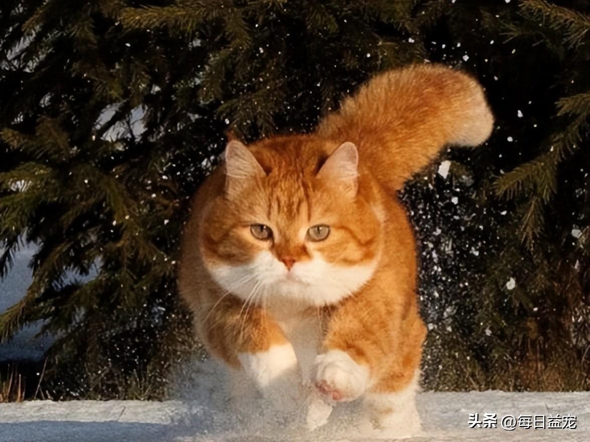 一只平平无奇的橘猫，身上竟藏着7个“世界之最”，喵：别小看我