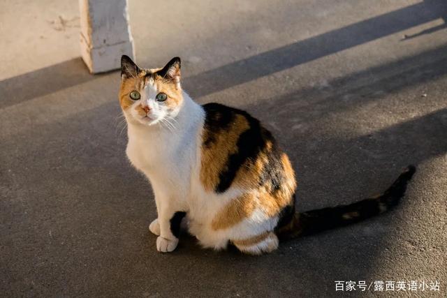 你知道“狸花猫”的英文是什么吗？说出来吓你一跳！