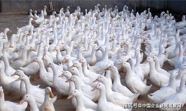 被美国人偷偷带走，花15亿买回来，“北京鸭”的百年回归路