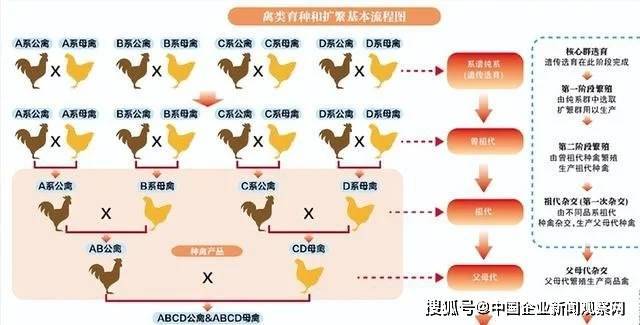 被美国人偷偷带走，花15亿买回来，“北京鸭”的百年回归路