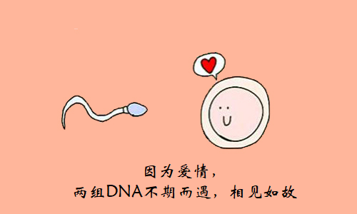 Sicence | 发现调控哺乳动物卵子生成的开关