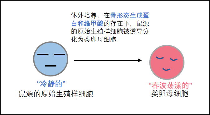 Sicence | 发现调控哺乳动物卵子生成的开关