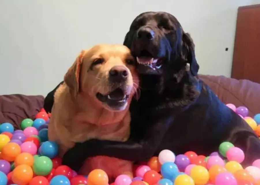 2019年第一波狗粮，Jake、Ginger的故事