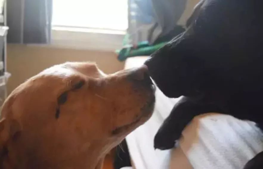 2019年第一波狗粮，Jake、Ginger的故事