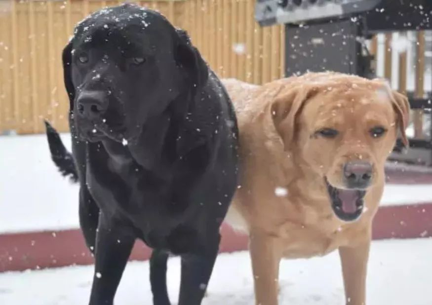2019年第一波狗粮，Jake、Ginger的故事