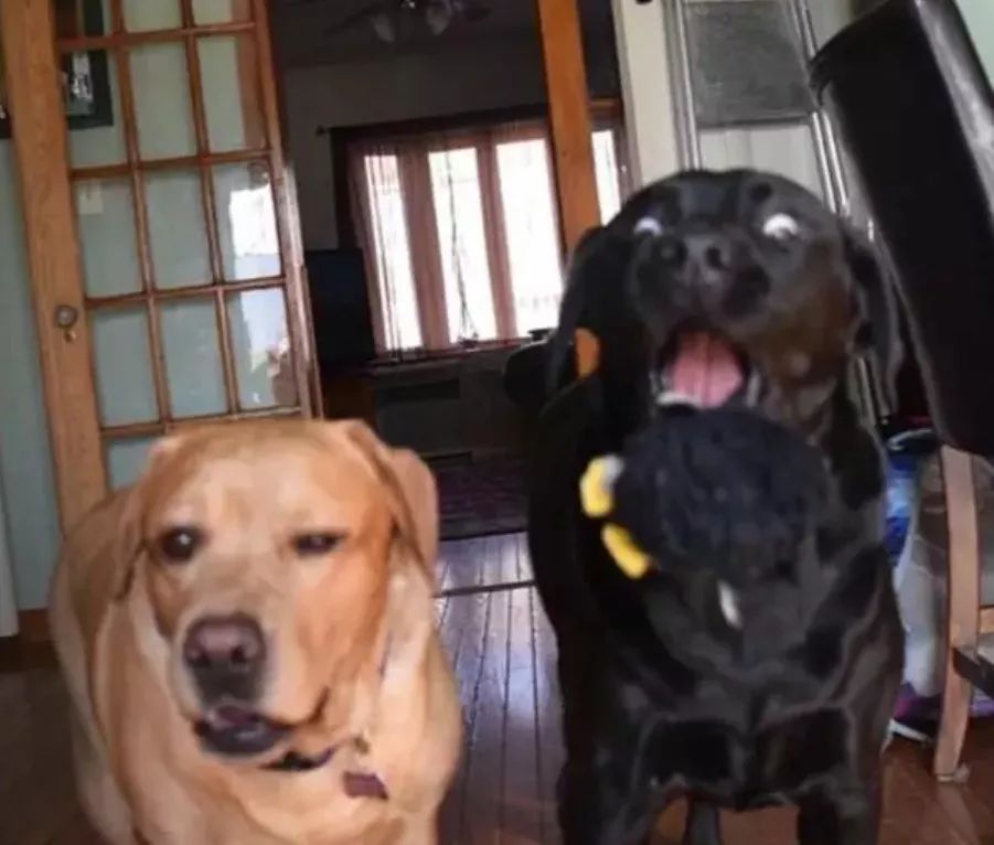 2019年第一波狗粮，Jake、Ginger的故事