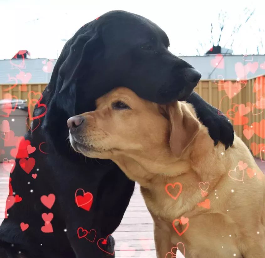 2019年第一波狗粮，Jake、Ginger的故事