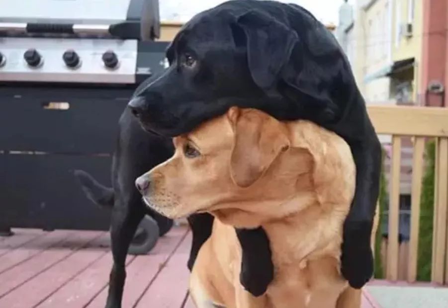 2019年第一波狗粮，Jake、Ginger的故事