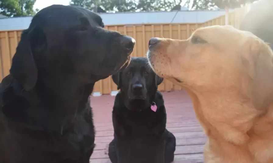 2019年第一波狗粮，Jake、Ginger的故事