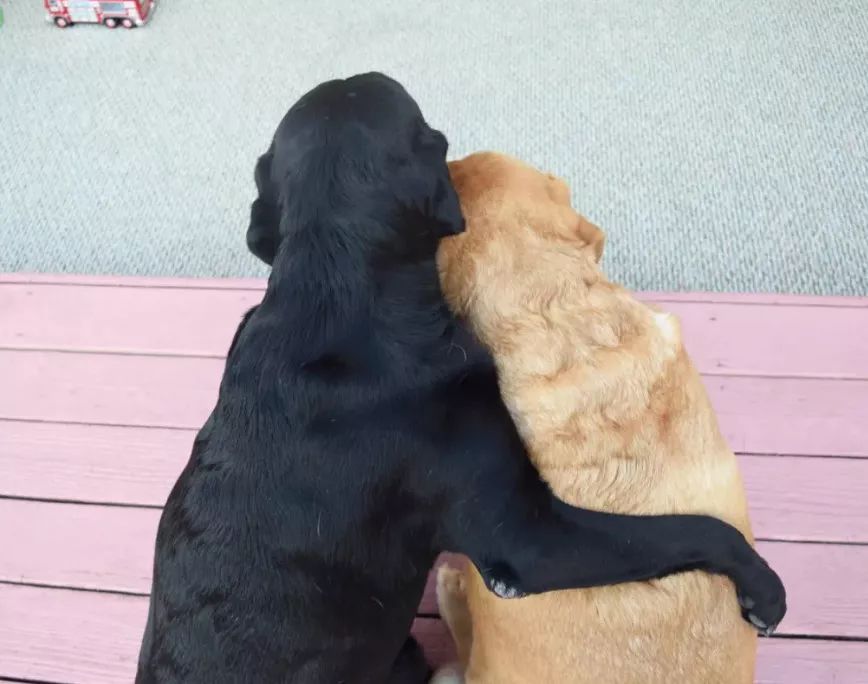 2019年第一波狗粮，Jake、Ginger的故事