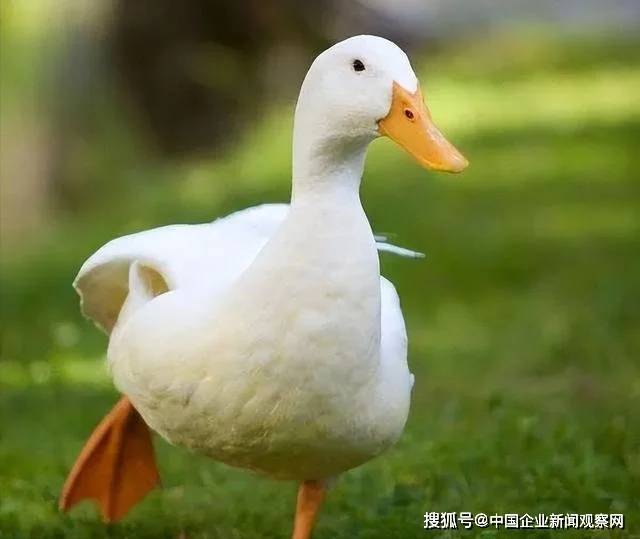 被美国人偷偷带走，花15亿买回来，“北京鸭”的百年回归路