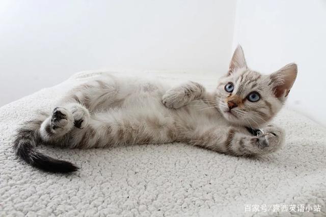 你知道“狸花猫”的英文是什么吗？说出来吓你一跳！