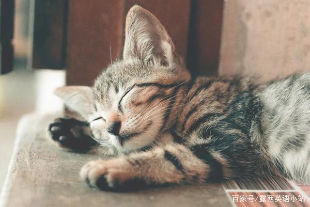 你知道“狸花猫”的英文是什么吗？说出来吓你一跳！