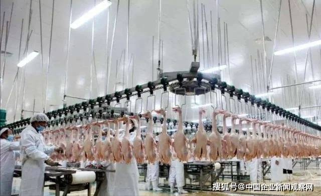 被美国人偷偷带走，花15亿买回来，“北京鸭”的百年回归路