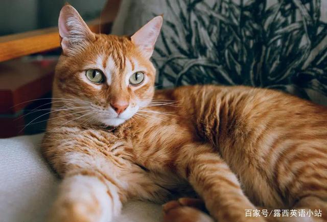 你知道“狸花猫”的英文是什么吗？说出来吓你一跳！