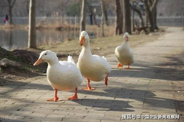 被美国人偷偷带走，花15亿买回来，“北京鸭”的百年回归路