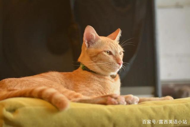 你知道“狸花猫”的英文是什么吗？说出来吓你一跳！