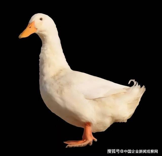 被美国人偷偷带走，花15亿买回来，“北京鸭”的百年回归路