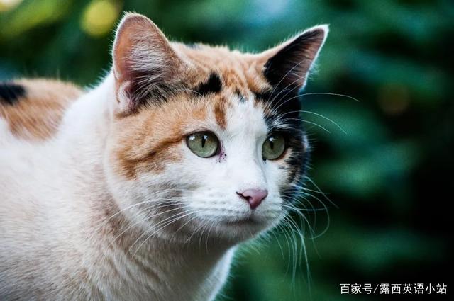 你知道“狸花猫”的英文是什么吗？说出来吓你一跳！