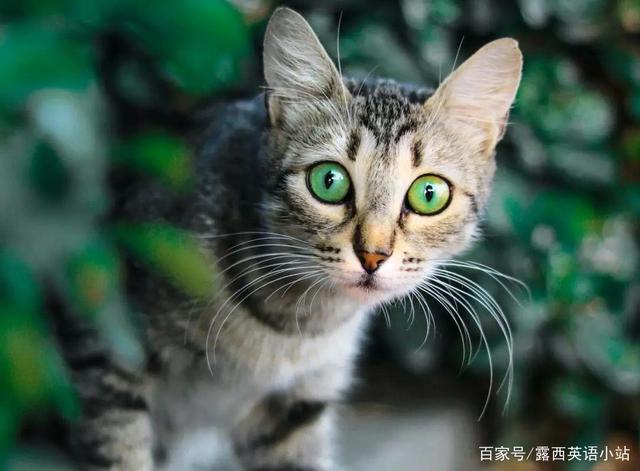 你知道“狸花猫”的英文是什么吗？说出来吓你一跳！